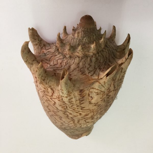 Voluta Imperialis