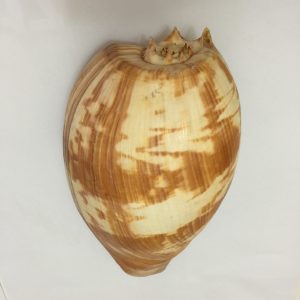 Melo Amphora