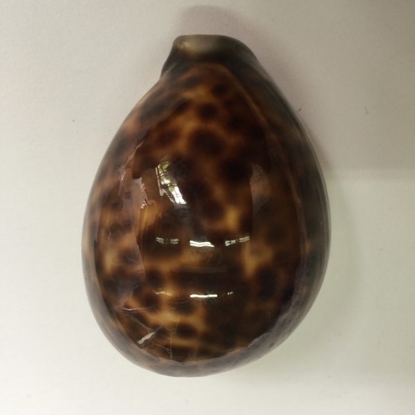 Cypraea Tigris(Dark Form)