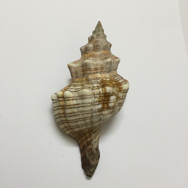 Fasciolaria  Trapezeum