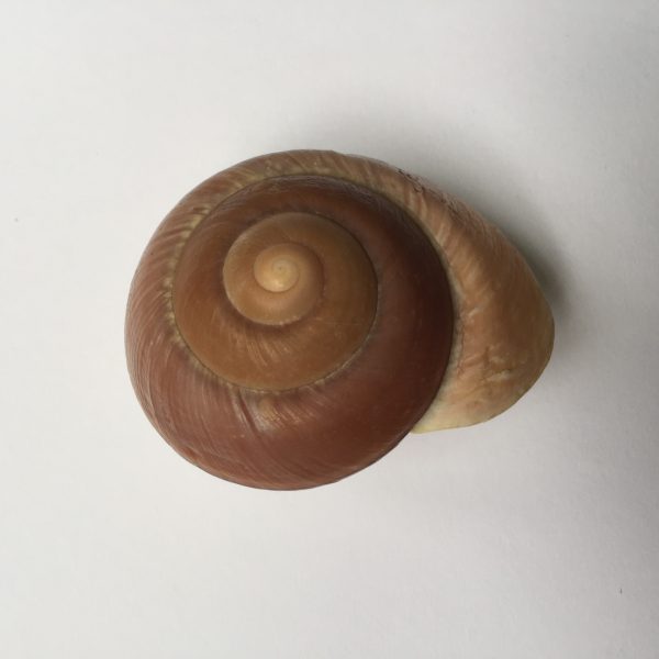 Size