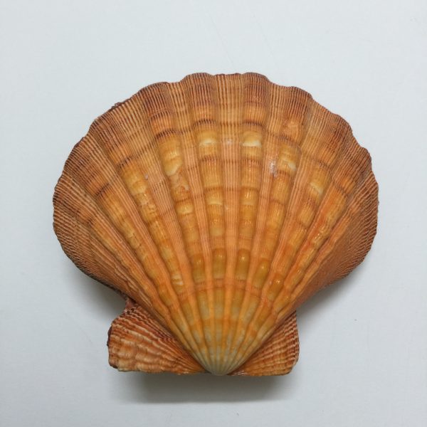 Pecten Subnodosus(Orange)