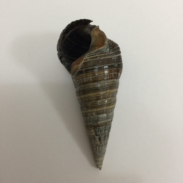 Terebra palustris