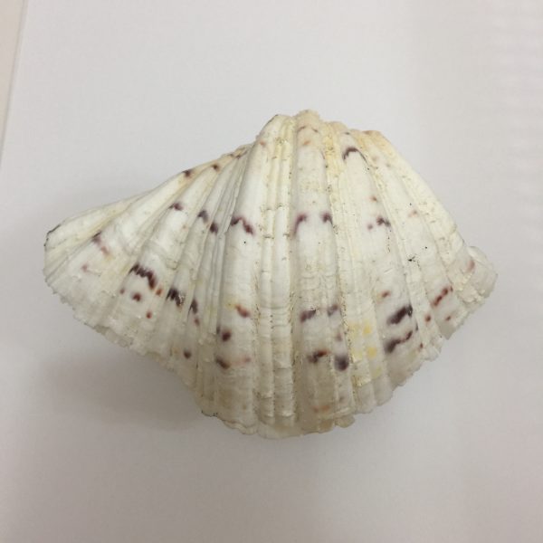 Hippopus Hippopus