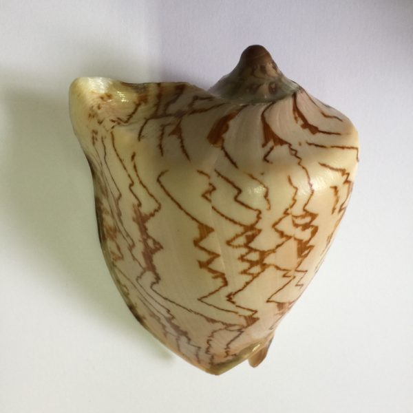 Voluta Nobilis