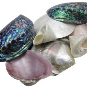 Polished Seashells