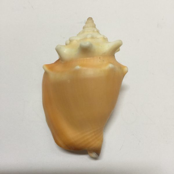 Strombus Pugilis