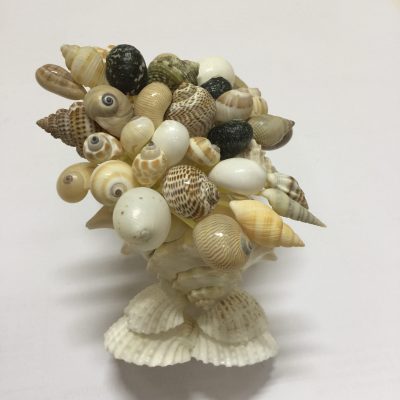 Seashell Tree(M/Conch 5