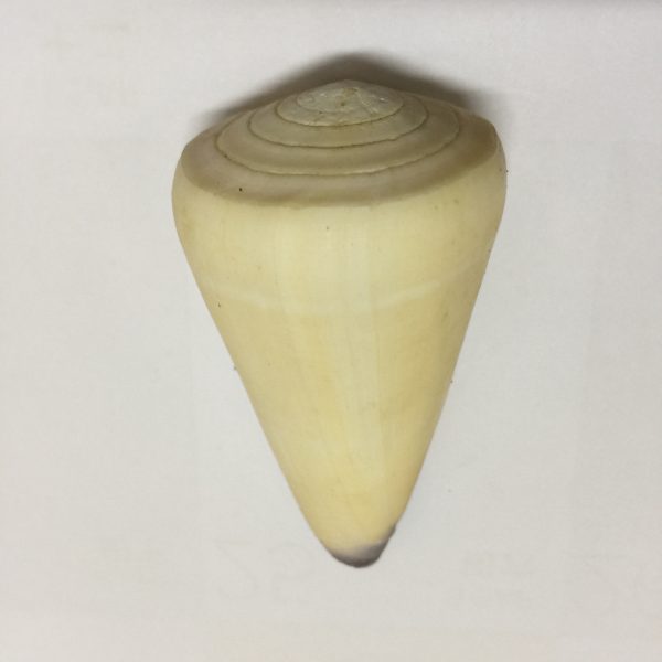 Size 2.5"