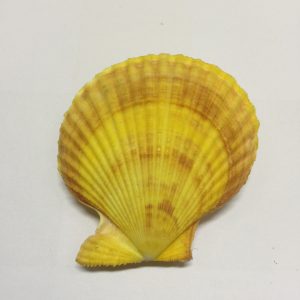 Size 3"
