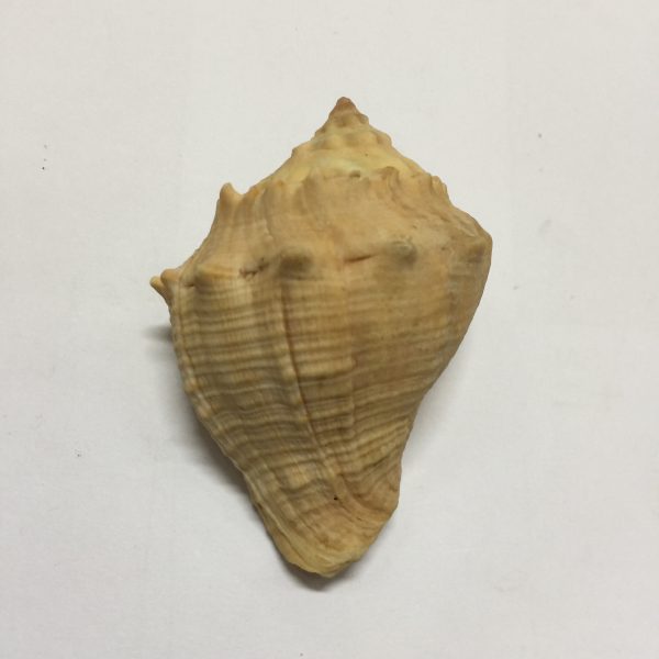 Size 2.5"