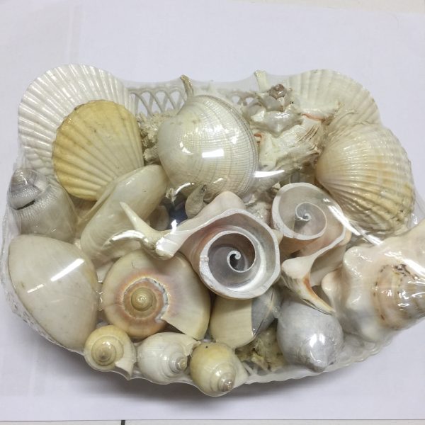 Seashell Basket Mix(White)Medium - MalaysiaSeaShell