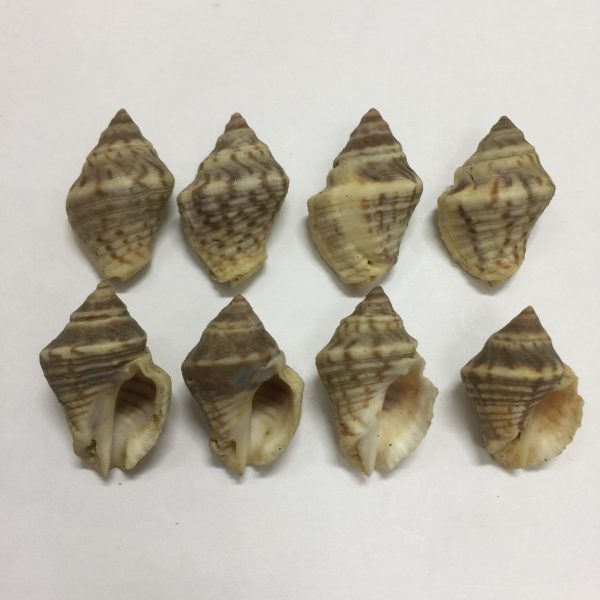 Size 0-1