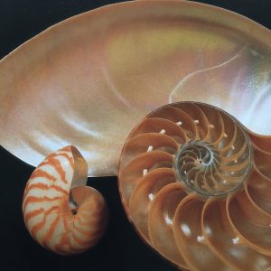 Symbolism of Seashells