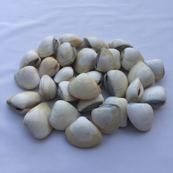 Size 2-3"