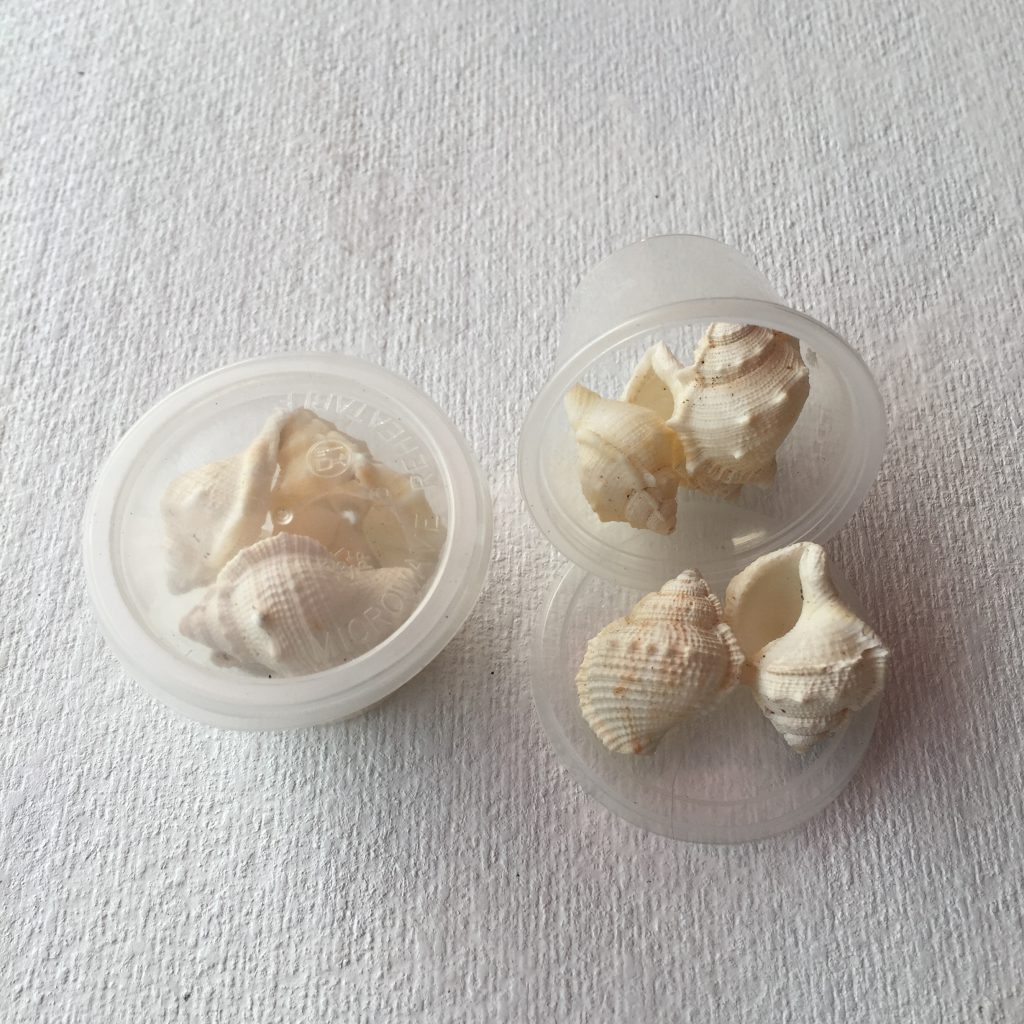 Small Bursa Rana/Common Frog Shell 128 - MalaysiaSeaShell