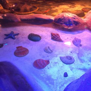 Horseshoe Crab etc