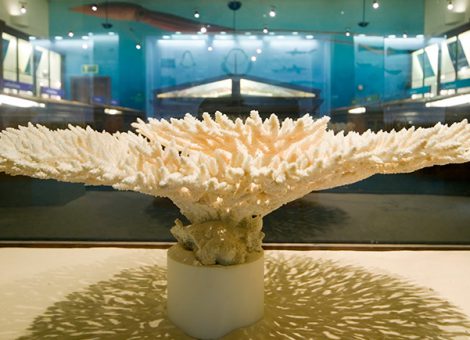 Shells News/Informs