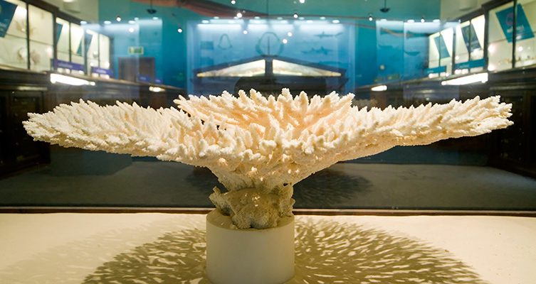 Shells News/Informs