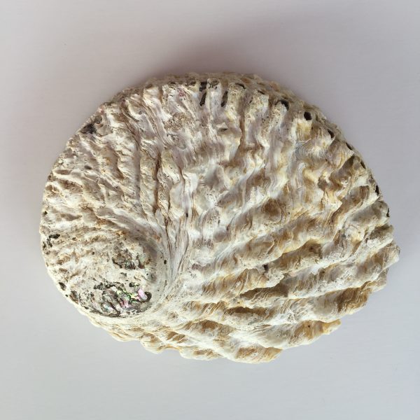 Haliotis Midae(Natural)