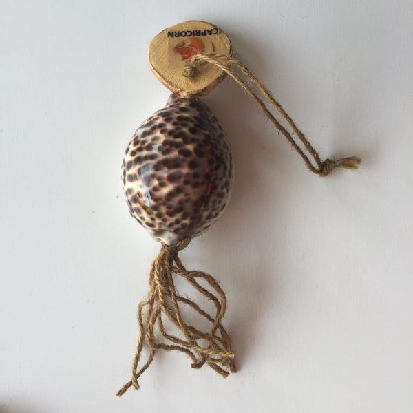 Size :2-3” shells