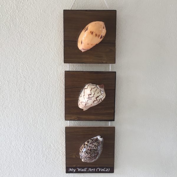 Size:L6”xW6”xT0.25”,Shells 3-4inches(3pcs) Length/Height 24” x Gap 1”                            Weight: Approx.500-600 grams