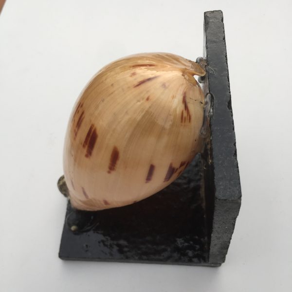 Size :Shells 4-5”,L4”x W 4”x H 4.3”,Weight 600-700 grams