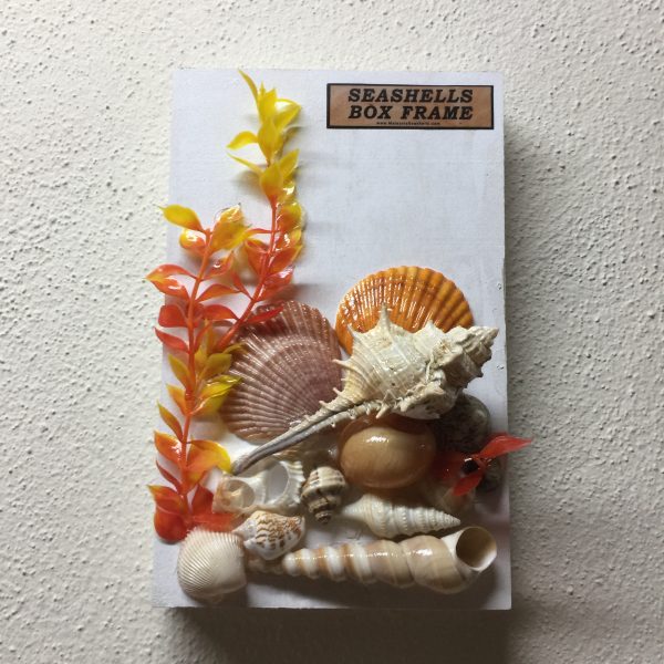 Size :Shells 1-5",B
Size :Shells 1-5",Box L7"xW7"xH1",Weight approx.150-180gramsox L8.5"xW5.5"xH1",Weight approx.180-200grams