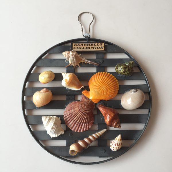 Size : Diameter 10”,Shells 1-3” Weight:250grams
