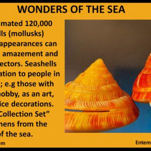 Wonders Of The Sea