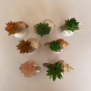 Size:Shells 4-5”,Height:4.5”
Weight :Approx.140 grams each